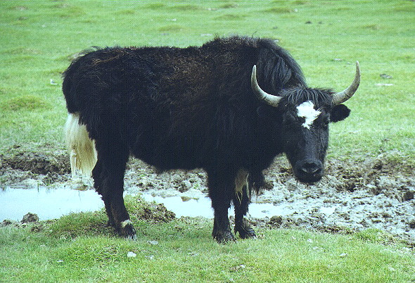 Yak, September 1999