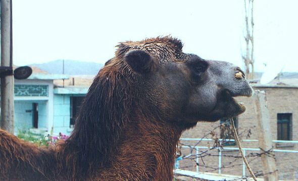 Camel