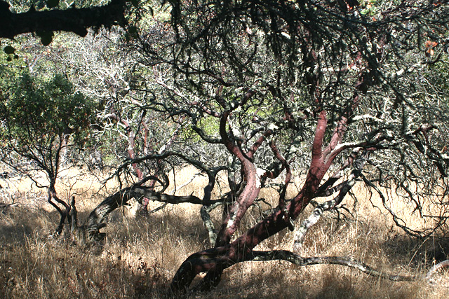 2006