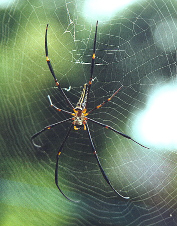 Chinese Spider