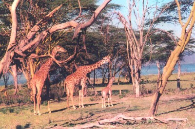 The Island, Lake Naivasha