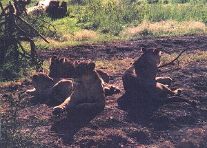 Lions - Lake Nakuru