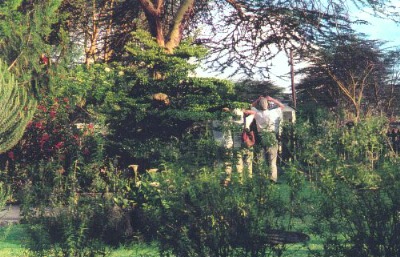 Bird watching in the spice garden