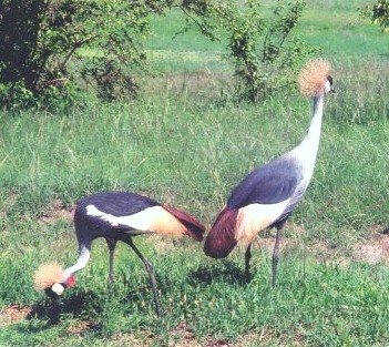 Crowned Cranes