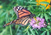 Minnesota Zoo, 7/27