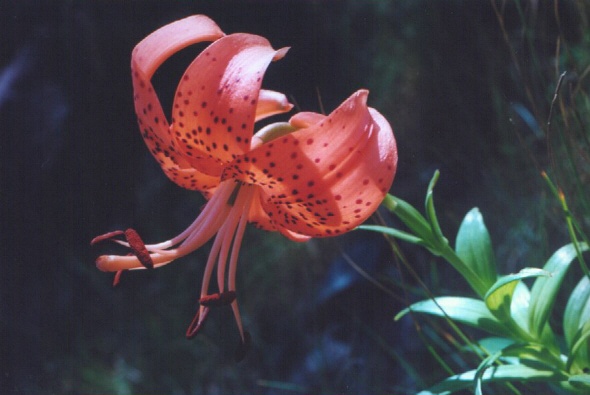 7/7/02