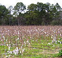 Cotton