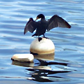 Charles River anhinga