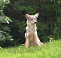 Cemetery coyote Cemetery coyote