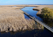 Marsh Boardwalk