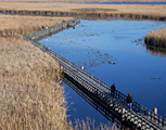 Marsh Boardwalk