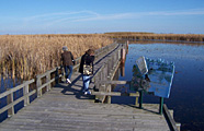 Marsh Boardwalk