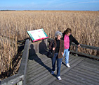 Marsh Boardwalk