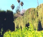 Seville's Alcazar