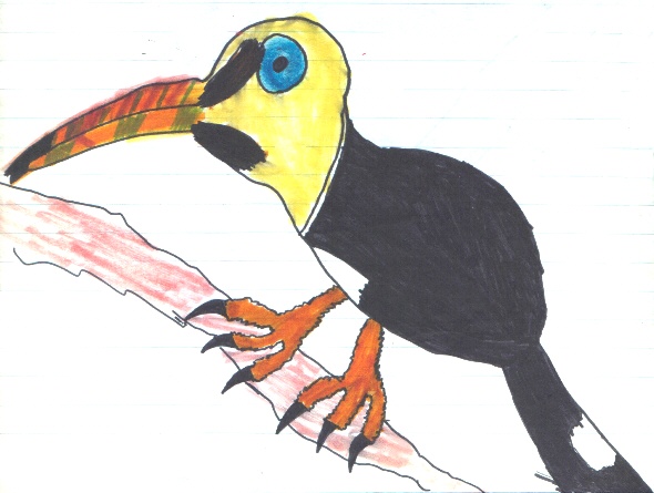 Toucan