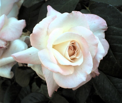 April 2004 {photo by Robert}