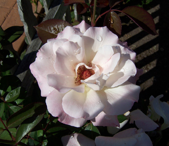 August 2006 {photo by Robert}