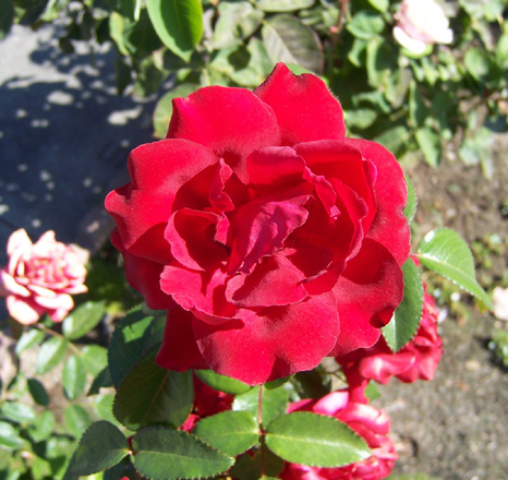 August 2006 {photo by Robert}