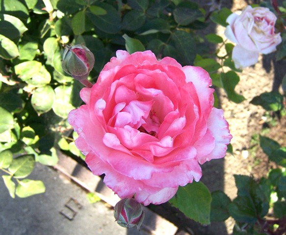 June 2007 {photo by Robert}