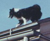 Shala on the roof with Robert