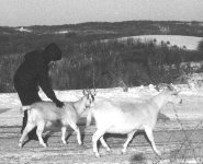 Walking the goats on Blue Ridge Road, Iowa Co. Wis.