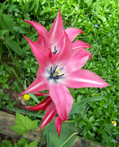 May 2008 {photo by Robert}