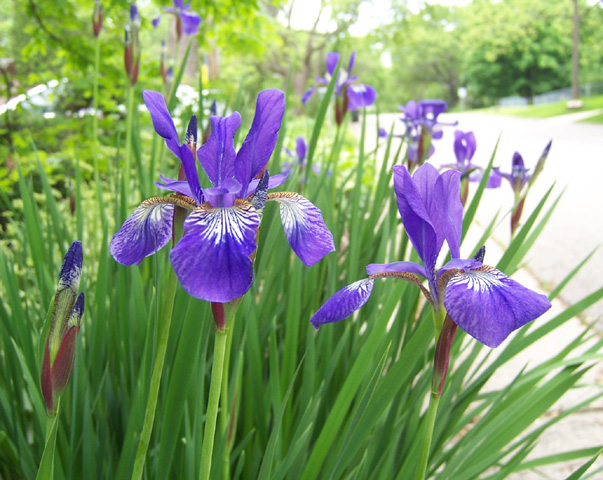 June 2008 {photo by Robert}