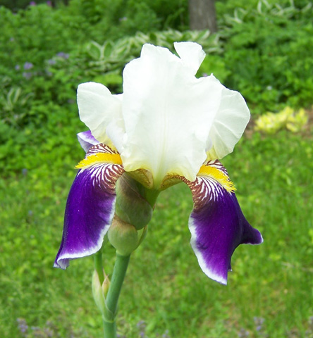 June 2008 {photo by Robert}