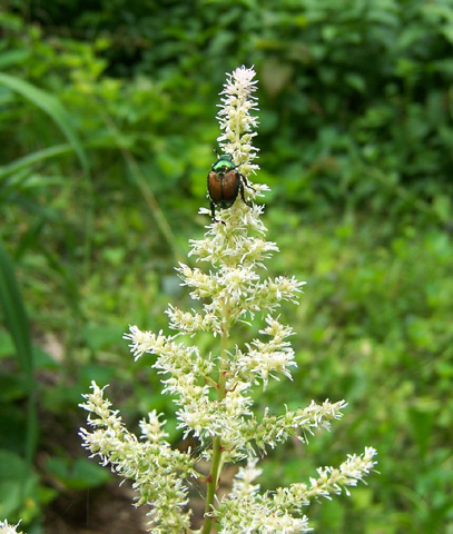 July 2008 {photo by Robert}