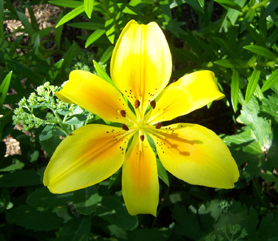 July 2008 {photo by Robert}