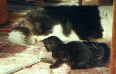 Shadow plays with marbles next to Corki