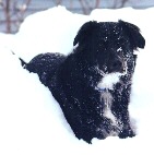 Willow in Minneapolis