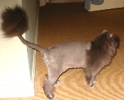 Zane Grey in Cleveland with 'lion cut', 5/1/04