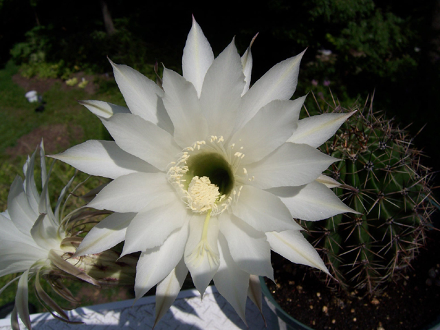Potted cactus, Aug. 2008 {photo by Robert}