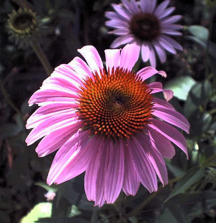 Purple Coneflower, July 2001 {photo by Robert}