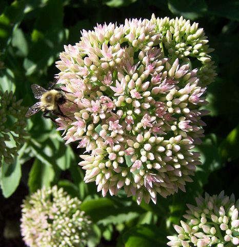 Sedem, Aug. 2008 {photo by Robert}