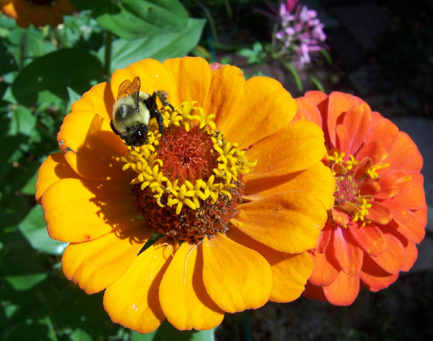 Zinnia, Aug. 2008 {photo by Robert}